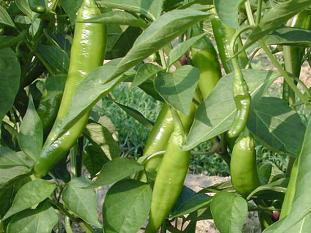 Anaheim Chilli Seeds Image by Chillies on the Web