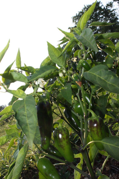 Jalapeno Early Chilli Plant Image by Chillies on the Web