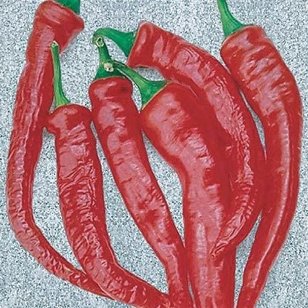 Cayenne Thick Fleshed Chilli Plant Image by Chillies on the Web