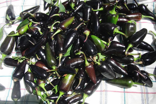 Serrano Purple Chilli Seeds Image by Chillies on the Web