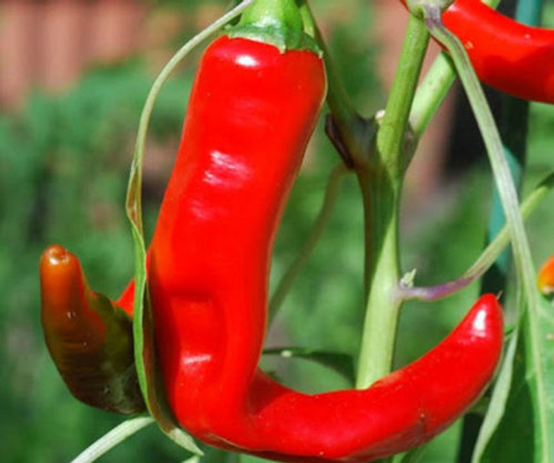 Hot Portugal Chilli Seeds Image by Chillies on the Web