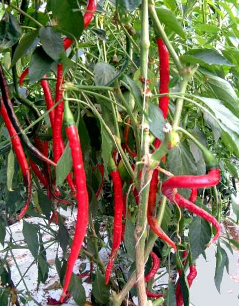 Cayenne Long Slim Chilli Seeds Image by Chillies on the Web