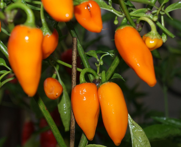 Jalapeno Orange Chilli Seeds Image by Chillies on the Web