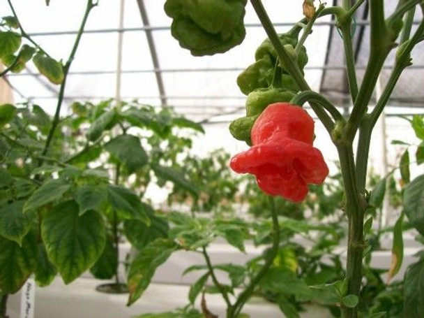 Mushroom Red Chilli Seeds Image by Chillies on the Web