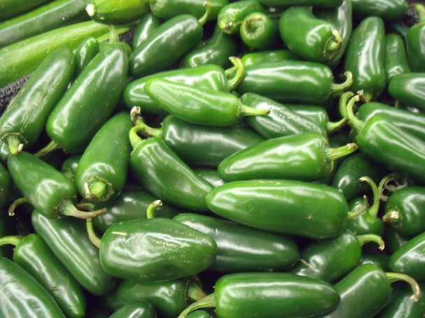 Jalapeno Tam Chilli Seeds Image by Chillies on the Web