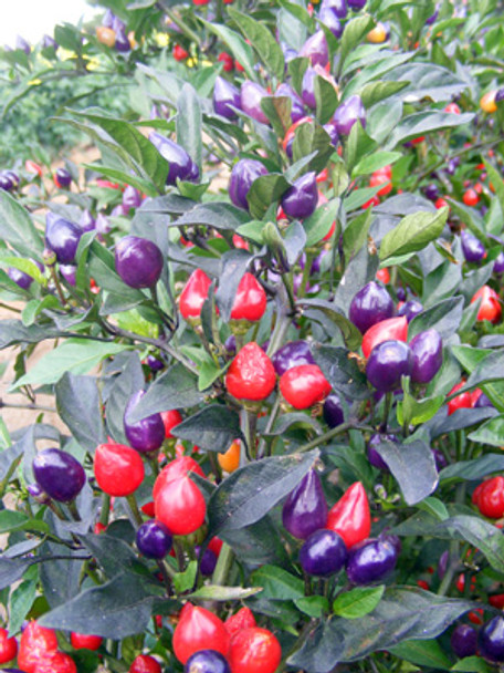 Numex Centenial Chilli Seeds Image by Chillies on the Web