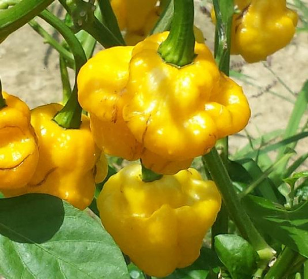 Mushroom Yellow Chilli Seeds Image by Chillies on the Web