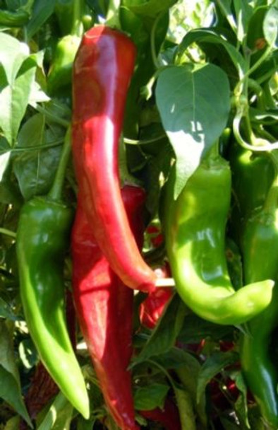 Numex Sandia Chilli Seeds Image by Chillies on the Web