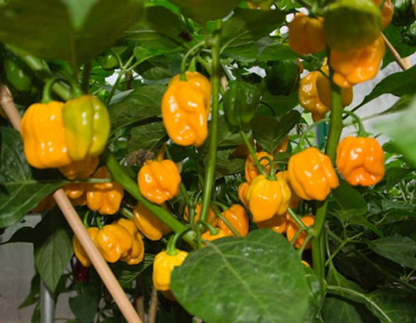 Numex Suave Yellow Chilli Seeds Image by Chillies on the Web