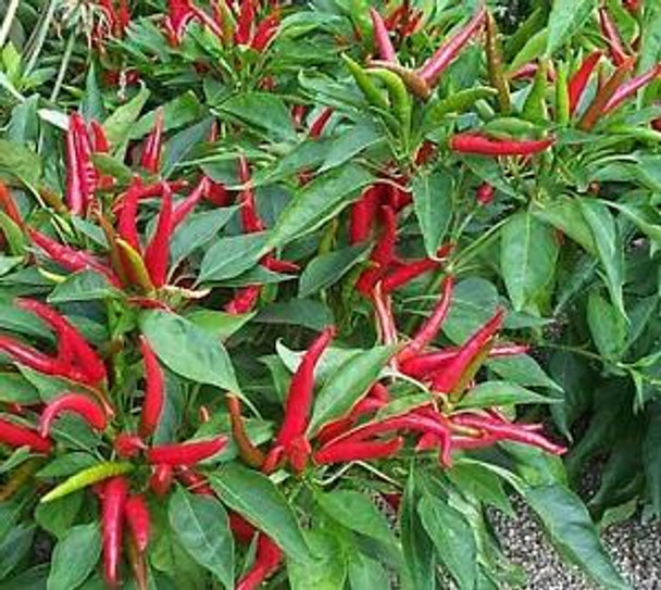 Poinsettia Chilli Seeds Image by Chillies on the Web