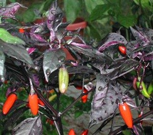 Variegata Chilli Seeds Image by Chillies on the Web