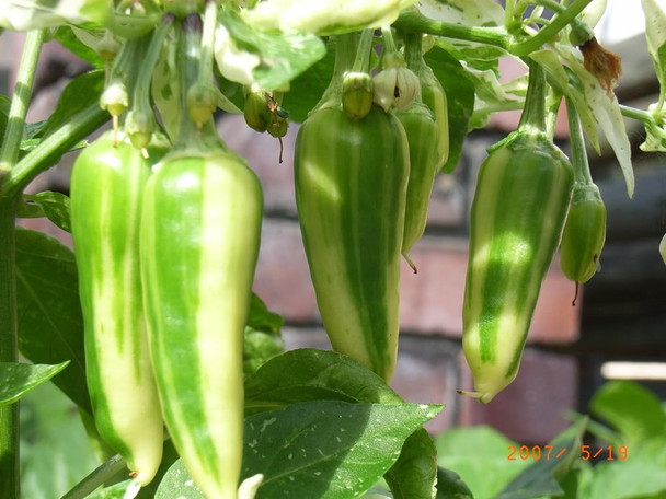 Fish Pepper Chilli Seeds Image by Chillies on the Web