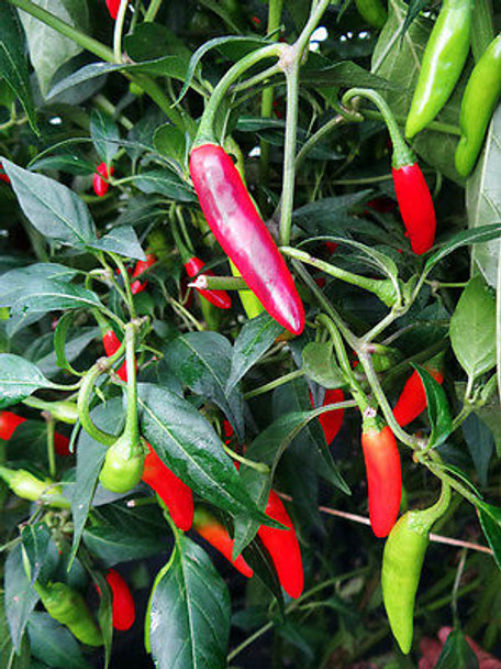 Jati Jolokia Chilli Seeds Image by Chillies on the Web