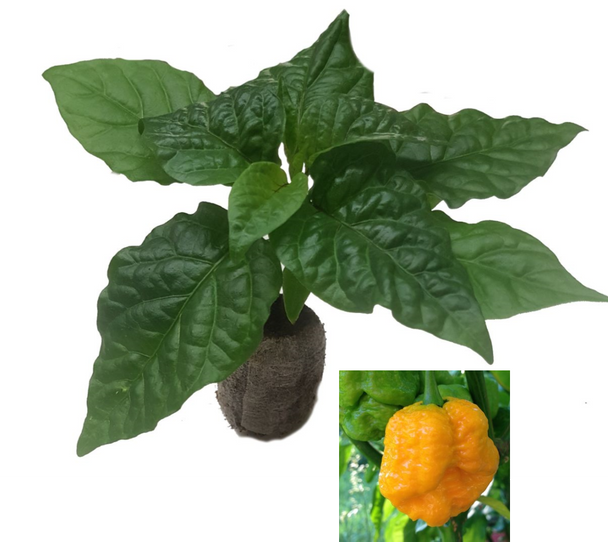 Moruga Scorpion Yellow Chilli Seedling Plant Image by CHILIESontheWEB