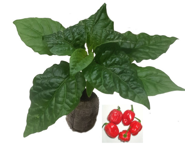 Habanero Tobago Chilli Seedling Plant Image by CHILLIESontheWEB