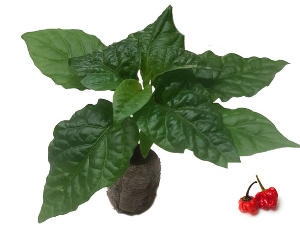 Scotch Bonnet Red Chilli Seedling Plant Image by CHILLIESontheWEB