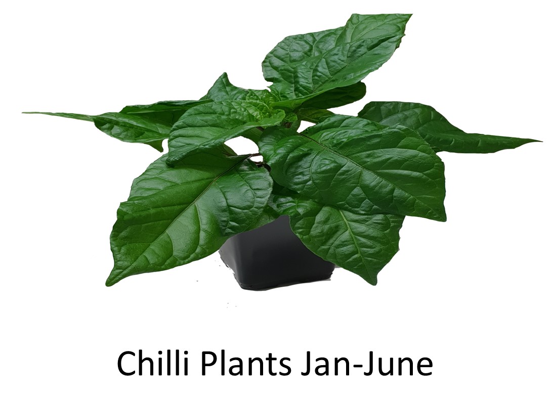 chilliplants,chilliseedlingplants,wheretobuychilliseedlingplants,wheretobuychillipepperplants,