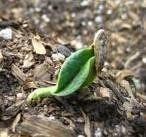 seed-bound-chilli.jpg