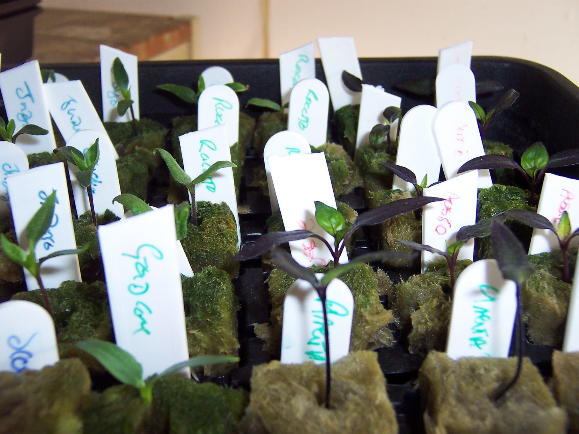 side-view-of-seedlings-taken-1-week-after-germination.jpg