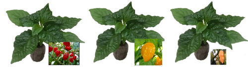 3 Pack of Habanero Chilli Seedling Plants x  1