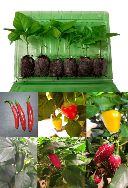 6 Pack of Jalapeno Chilli Seedling Plants x  1