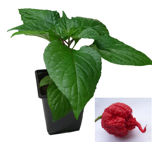 Carolina Reaper Red 9cm Chilli Plant