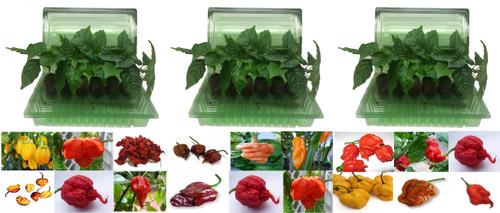 18 Pack of Superhot Chilli Seedling Plants x  1