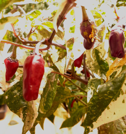 Tricolor 5 Chilli Seeds