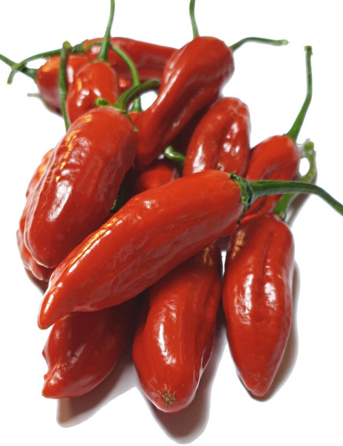 Aji Norteno 5 Chilli Seeds