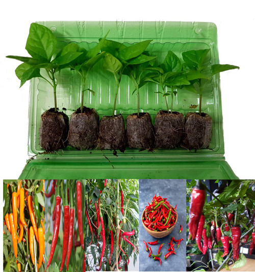 5 Pack of Cayenne Chilli Seedling Plants