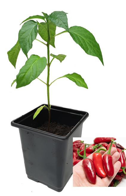 Jalapeno Sweet 9cm Chilli Plant