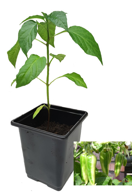 Fish Pepper 9cm Chilli Plant