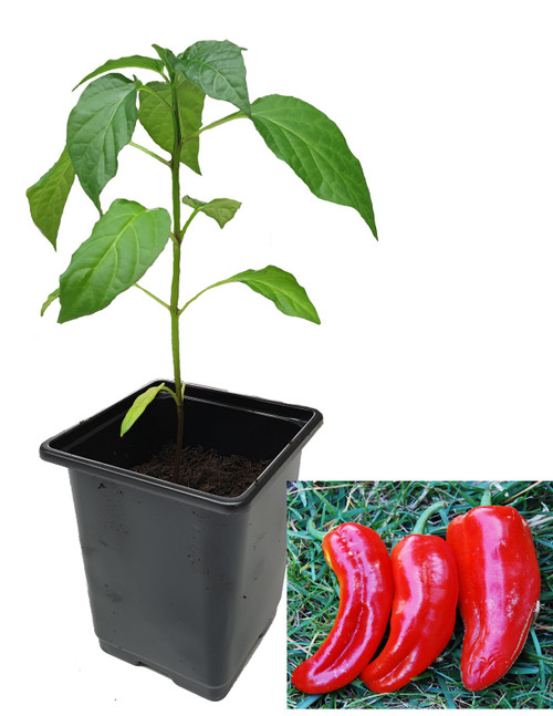 Marconi Red 9cm Sweet Pepper Plant