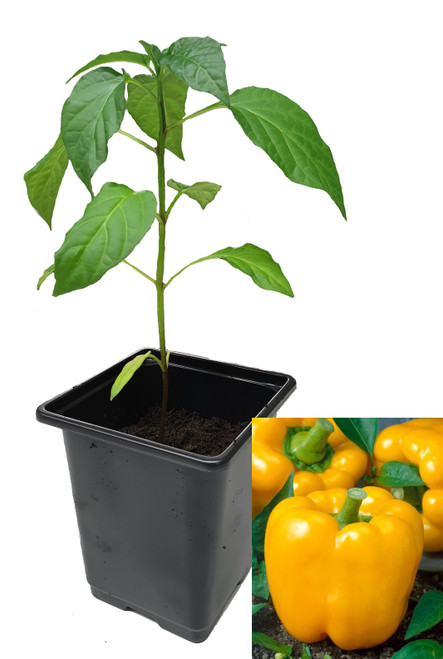 Golden California Wonder 9cm Sweet Pepper Plant