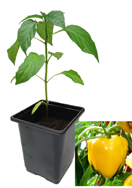 Asti Yellow 9cm Sweet Pepper Plant