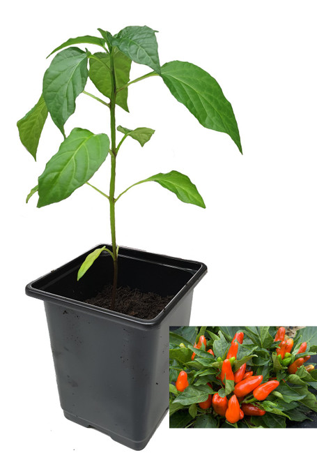 Tangerine Dream 9cm Sweet Pepper Plant