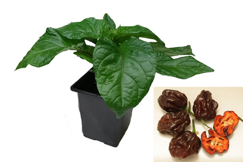 7 Pot Congo Chocolate 9cm Chilli Plant