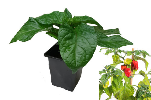 Dalle Khursani 9cm Chilli Plant