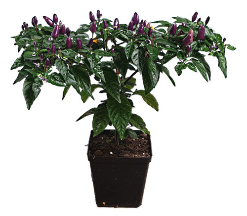  Kanon Pepper 13cm Potted Chilli Plant with Pods