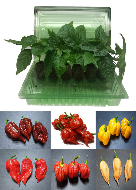 6 Pack of Superhot Chilli Seedling Plants Pack 1