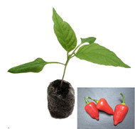 Aji Benito Chilli Plant Image by CHILLIESontheWEB