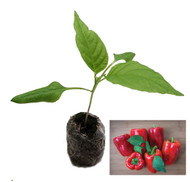 Popti Sweet Pepper Seedling Plant Image by CHILLIESontheWEB