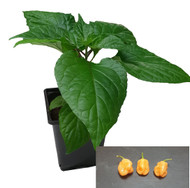 Habanero Wraith 9cm Chilli Plant Image by CHILLIESontheWEB