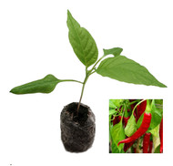 Cayenne Ring of Fire Chilli Plant image by CHILLIESontheWEB