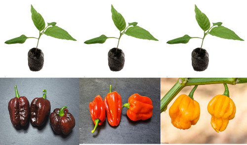 3 Pack of Scotch Bonnet Chilli Seedling Plants