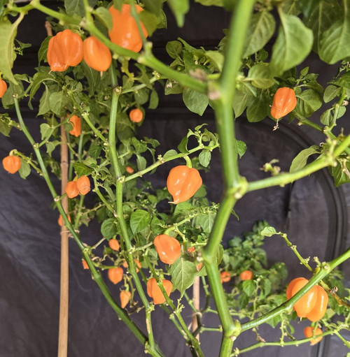 7 Pot Bubblegum x Naga Apricot 5 Chilli Seeds
