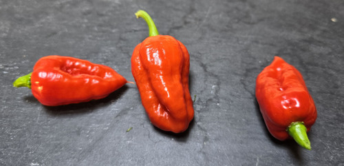 Carboruga Red Chilli Seeds