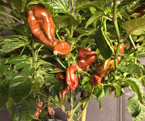 Carboruga Chocolate Chilli Seeds