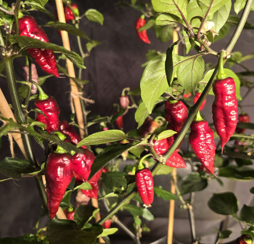 Nazgulz Breakfast Chilli Seeds