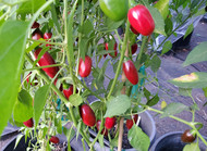 Catarina Chilli Plant Image by CHILLIESontheWEB